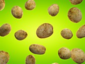 Potatoes, illustration