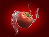 Tomato and water splash, illustration