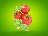 Tomatoes and basil, illustration