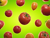 Tomatoes, illustration