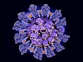 Covid-19 coronavirus particle, illustration