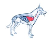 Dog lung, illustration