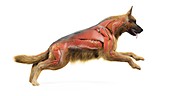 Dog muscular system, illustration