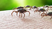 Group of ticks crawling on human skin, illustration