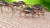 Group of ticks crawling on human skin, illustration