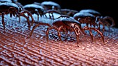 Group of ticks crawling on human skin, illustration