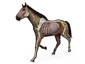 Horse anatomy, illustration