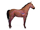 Horse vascular system, illustration