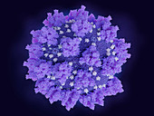 Covid-19 coronavirus particle, illustration