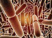 Bacillus subtilis bacteria, illustration