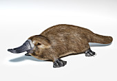 Platypus, illustration