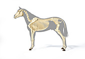 Horse skeleton, illustration