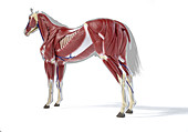 Horse musculature, illustration