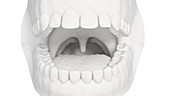 Human teeth, illustration