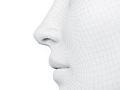 Wireframe nose, illustration