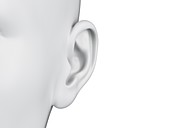 Female ear, illustration