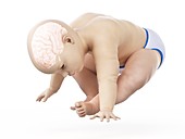 Brain of a baby, illustration