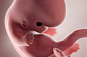 Human foetus, week 8, illustration