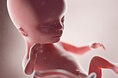 Human foetus, week 14, illustration