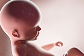 Human foetus, week 22, illustration