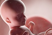 Human foetus, week 26, illustration