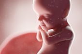 Human foetus, week 30, illustration
