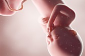 Human foetus, week 36, illustration
