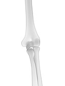 Elbow bones, illustration