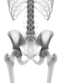 Hip bones, illustration