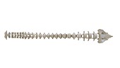 Human spine, illustration