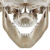 Skull with open jaw, illustration