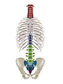 Segments of the human spine, illustration