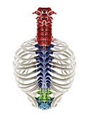 Segments of the human spine, illustration