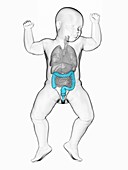 Baby's colon, illustration