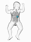 Baby's spleen, illustration