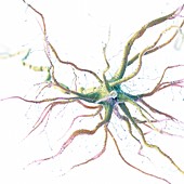 Human nerve cell, illustration