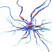 Human nerve cell, illustration