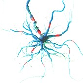 Human nerve cell, illustration