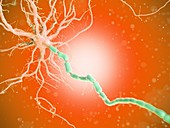 Human nerve cell, illustration