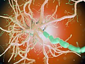 Human nerve cell, illustration