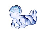 Brain of a baby, illustration