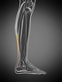 Achilles tendon, illustration