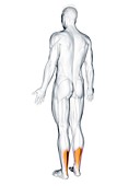Achilles tendon, illustration