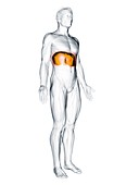 Diaphragm muscle, illustration
