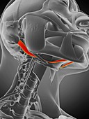 Digastric muscle, illustration