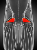 Piriformis muscle, illustration