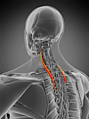 Longissimus muscle, illustration