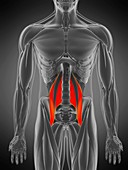 Psoas major muscle, illustration