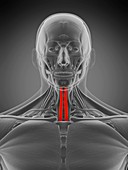 Sternohyoid muscle, illustration