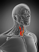 Sternothyroid muscle, illustration